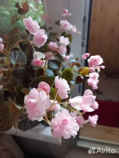 Бегония вечноцветущая махровая