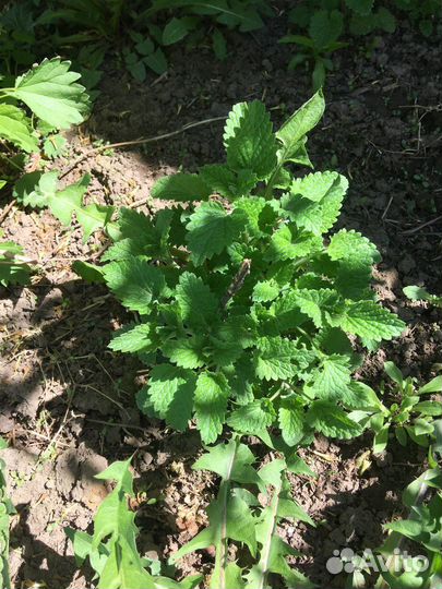 Мята и мелиса