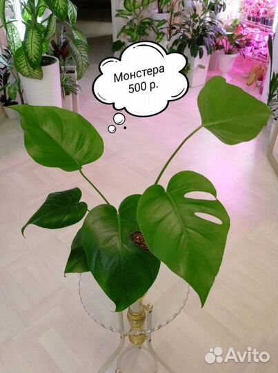 Фикусы, Монстера, Кротон