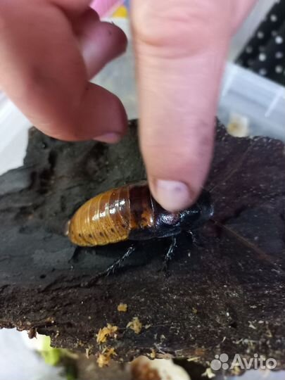 Мадагаскарский шипящий таракан