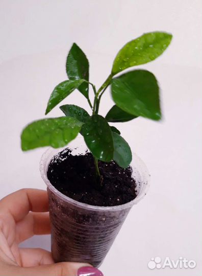 Цитрофортунелла мандарин и лимон