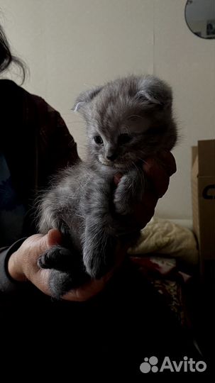 Котёнок, мальчик