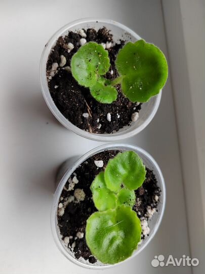 Фиалка детки