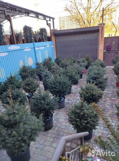 Ель 0.8м