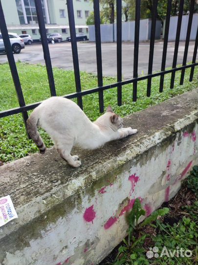 Породистый кот ищет дом, кот в добрые руки