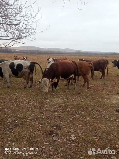 Продам Быка 6 лет