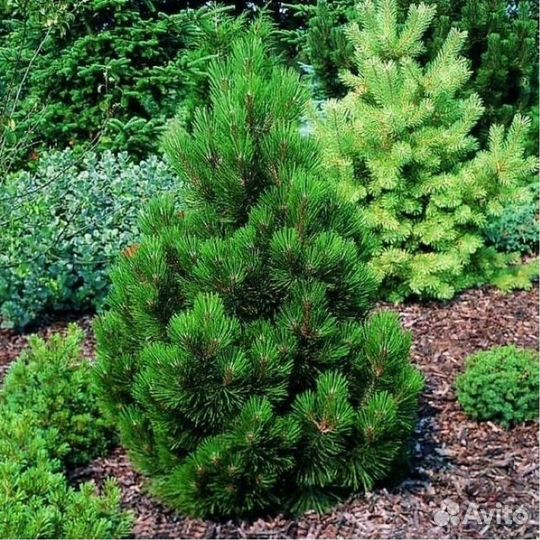 Сосна белокорая 