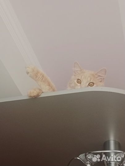 Пропал кот Просим содействия в поисках