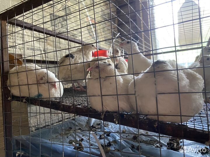 Перепёлки живые 30 шт