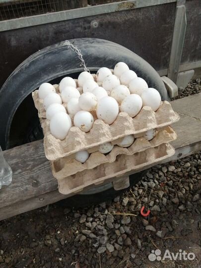 Свежее яйцо