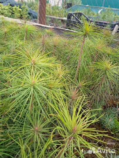 Сосна обыкновенная