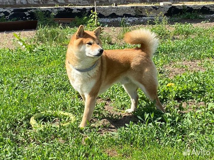 Сиба ину вязка