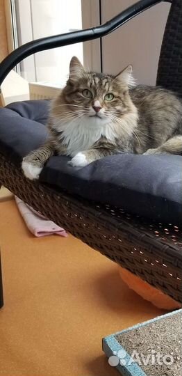 Красотка в поисках дома