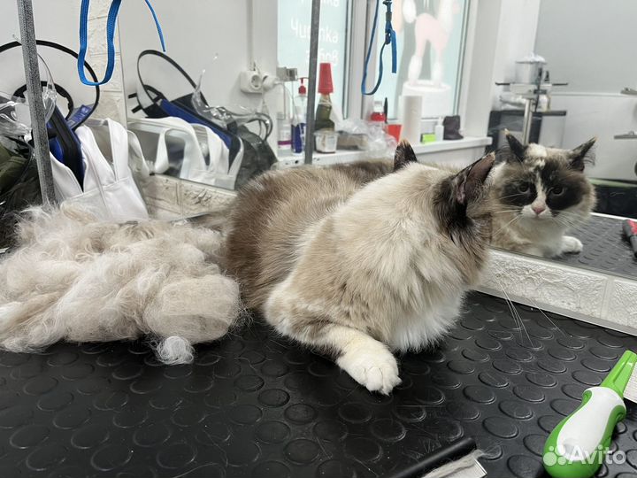 Груминг собак и кошек