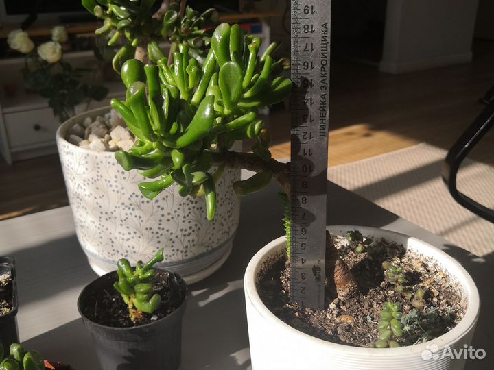 Крассула хоббит