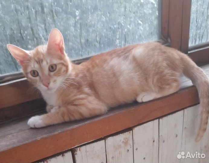 Котенок девочка 5 мес