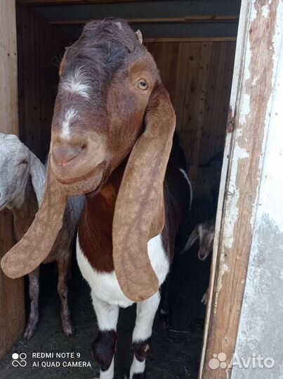 Козлята Гулаби, Камори Вязка, Альпийская