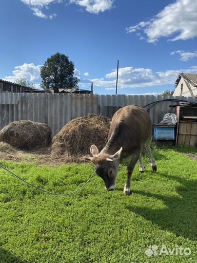 Телка 1 год 1 месяц