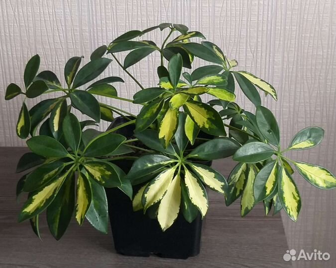 Комнатные цветы шефлера