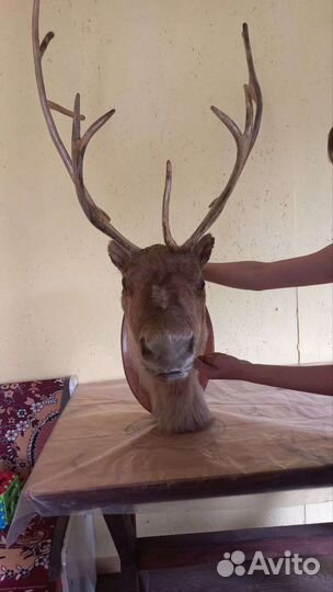 Чучело головы оленя