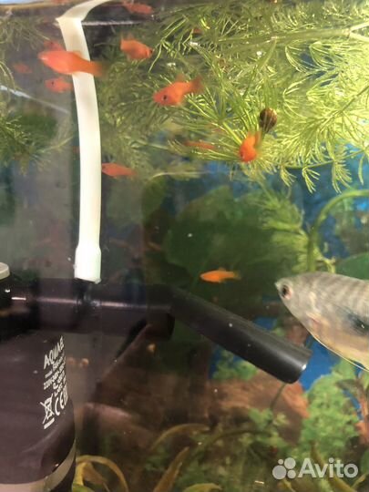 Рыба меченосец мальки