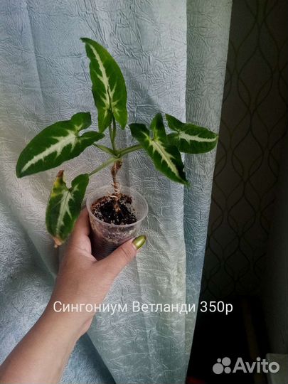 Комнатные растения