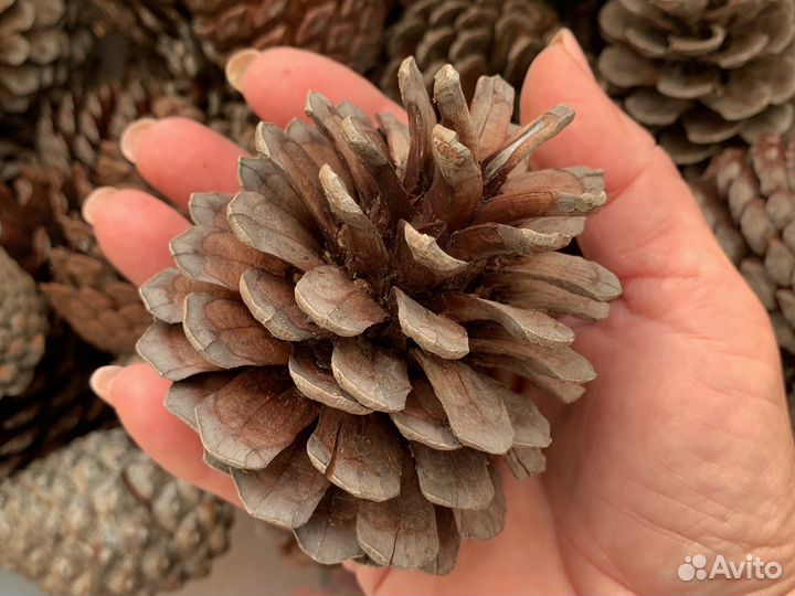 Продам сосновую шишку