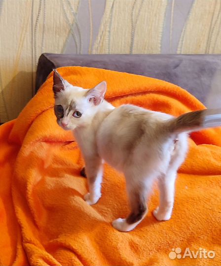 Отдаю кошку в добрые руки