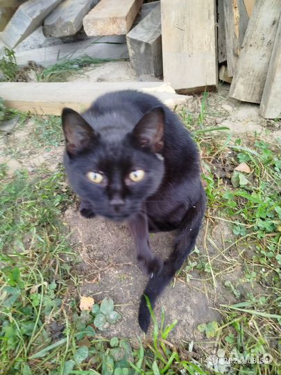 Молодая кошка