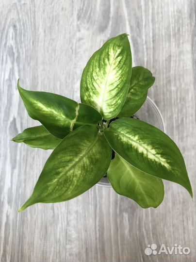 Диффенбахия Каммила