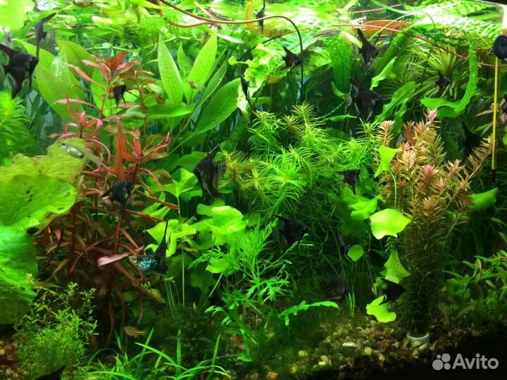 Аквариумные растения