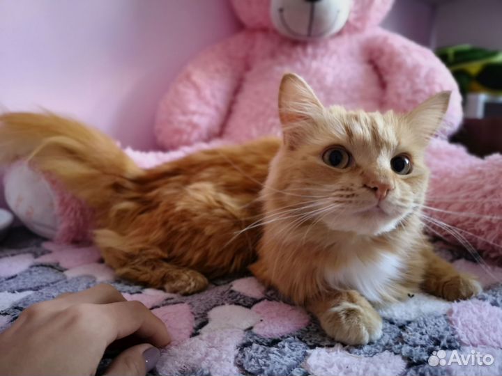 Отдам кота в добрые руки