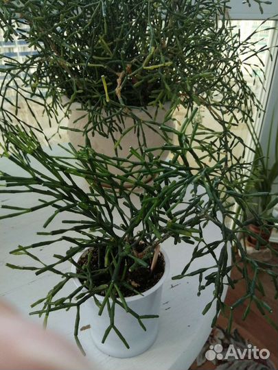 Хатиора-танцующие кости