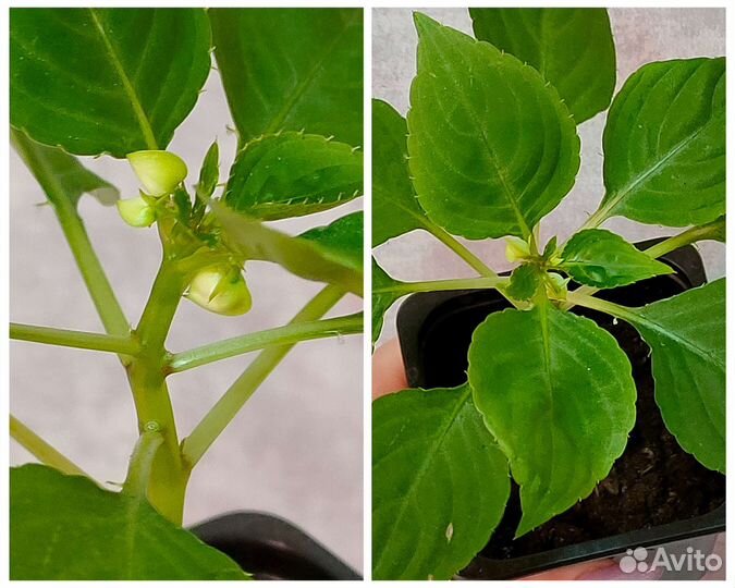 Пурпле пината