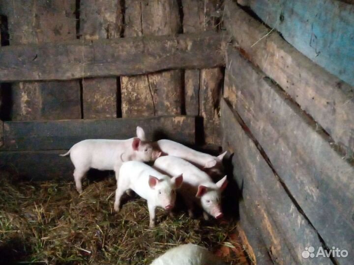Поросята