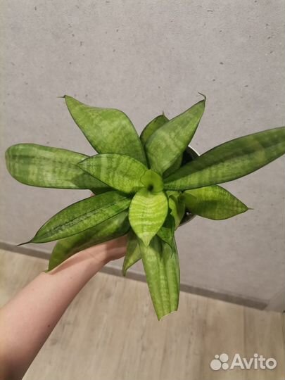 Сансевиерия ханни