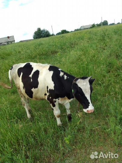 Корова нетель Голштинская 1год