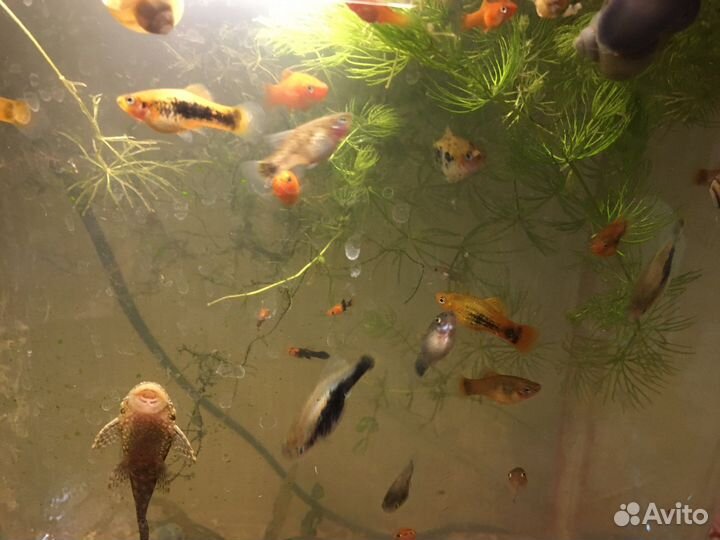 Пицелия,Меченосцы