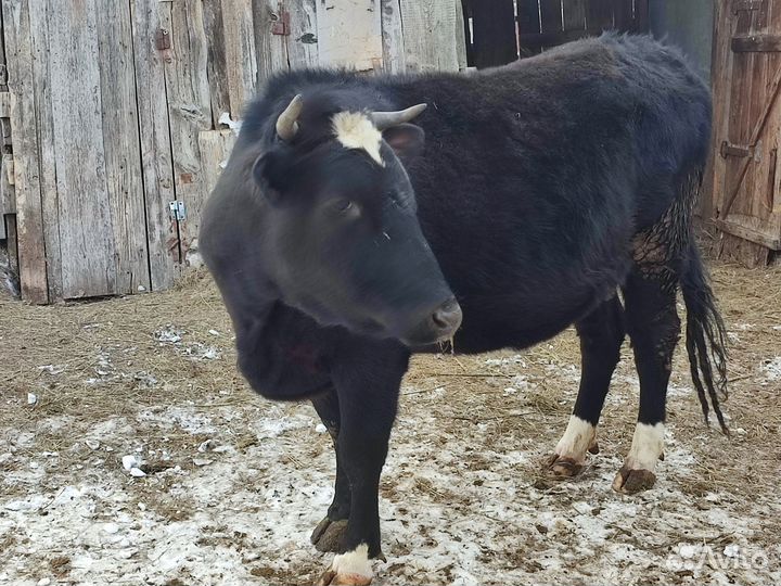 Продаётся телка