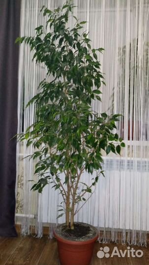 Фикус бенджамина большой