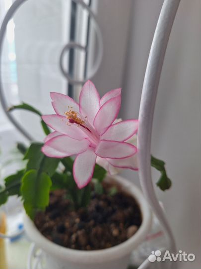 Декабрист шлюмбергера сортовые