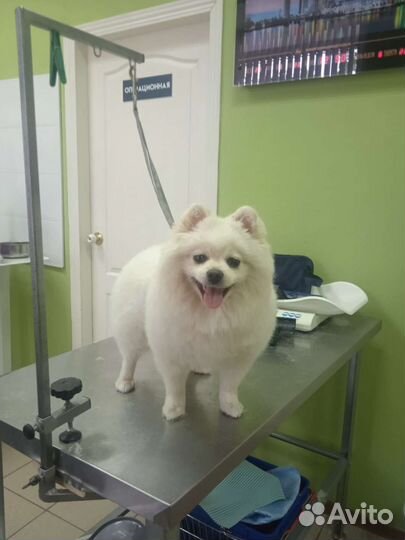 Груминг Стрижка и уход Возможен выезд