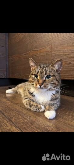 Кошка в дар бесплатно