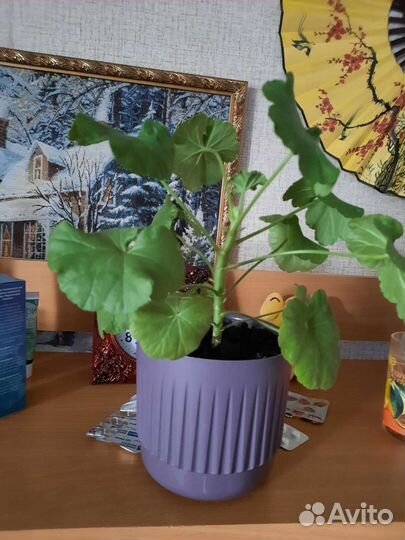 Пеларгония герань сортовая