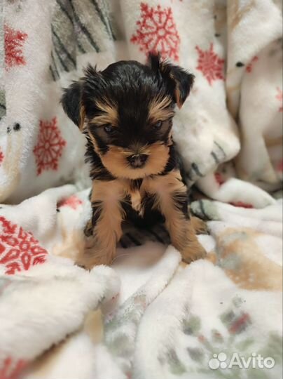 Йоркширский терьер