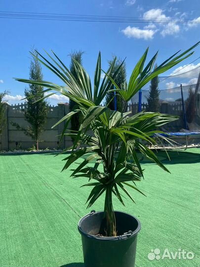 Пальма Трахикарпус форчуна