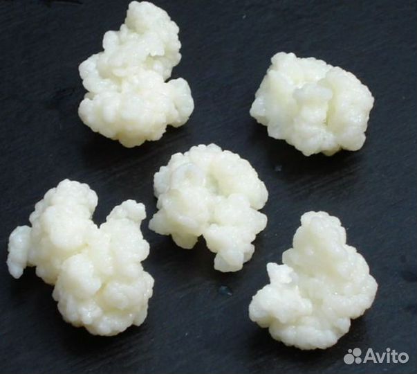 Тибетский молочный грибок