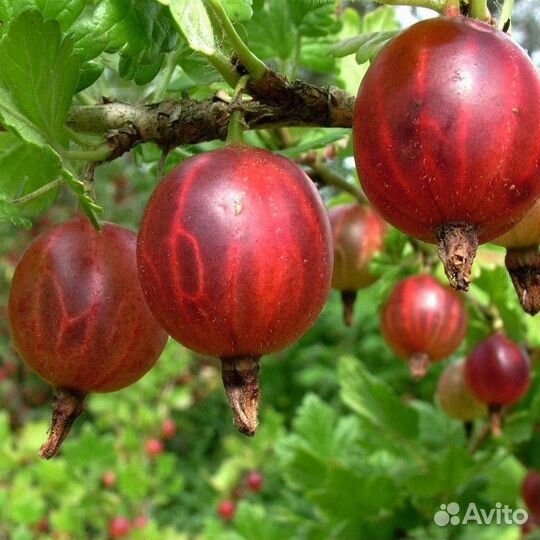 Крыжовник саженцы