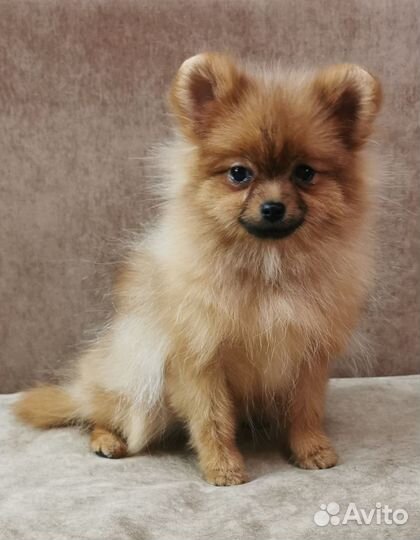 Супер мини девочки