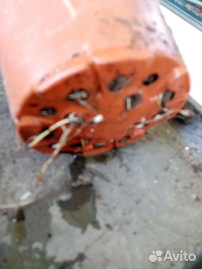 Саженцы ежевики